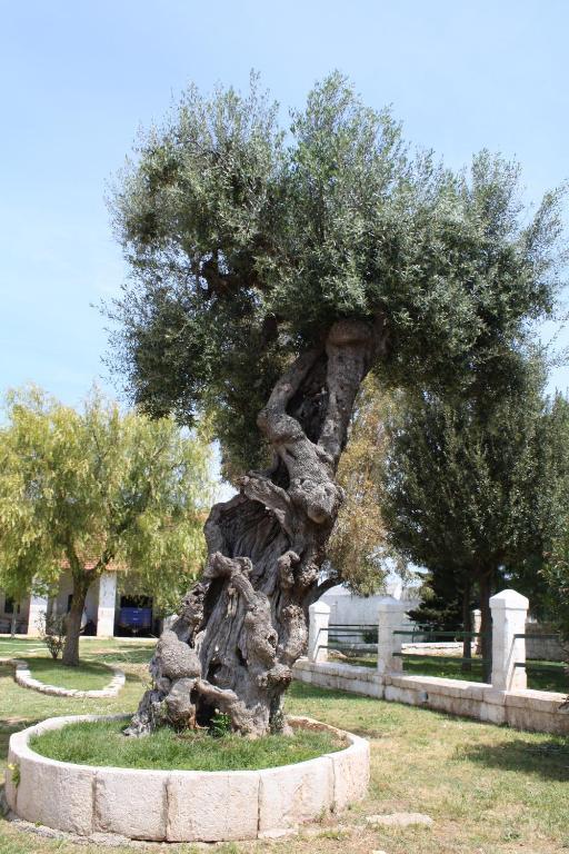 Masseria Maccarone Fasano Luaran gambar